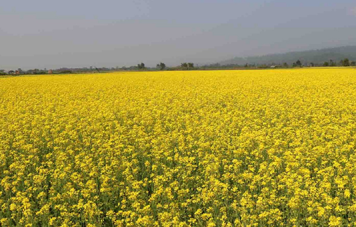 शिक्षक र विद्यार्थी मिलेर बाँझो जमिनमा तोरी खेती